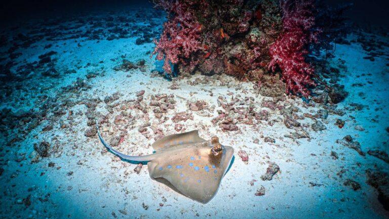 A bluespotted ribbontail ray (Taeniura lymma) rests on a sandy seabed next to pink soft coral, a common marine life sighting for scuba divers in Thailand.