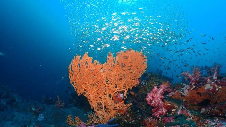 Picture of a beautiful orange Coral Fan in the Similan Islands