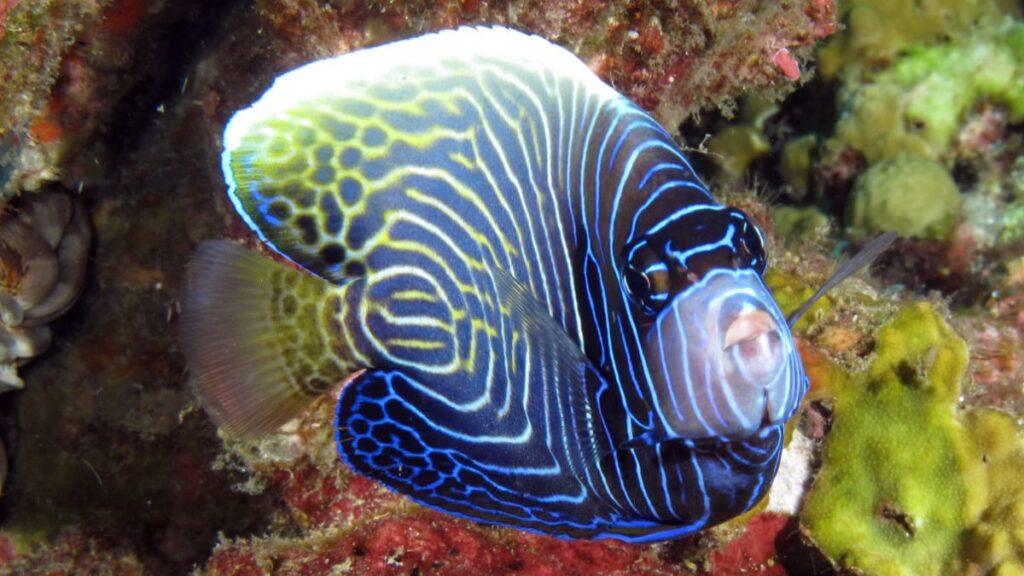 A juvenile emperor angelfish showing its striking electric-blue and white labyrinth pattern while swimming over a coral reef in Thailand