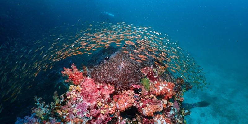 Coral Reef picture