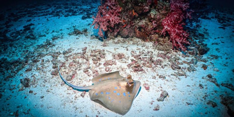 A bluespotted ribbontail ray (Taeniura lymma) rests on a sandy seabed next to pink soft coral, a common marine life sighting for scuba divers in Thailand.